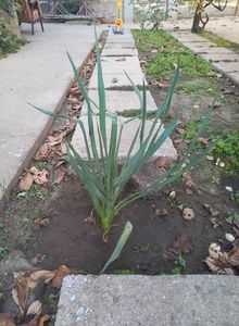 Yucca