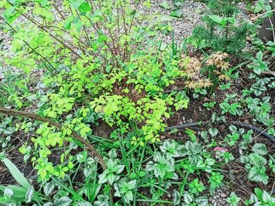Spiraea "Golden Princess"