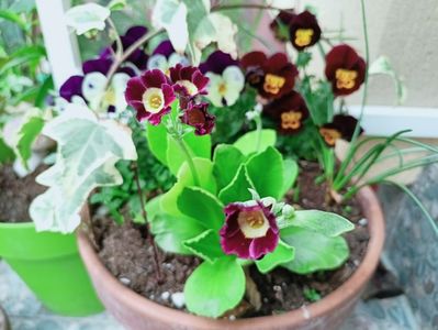 Primula pubescens