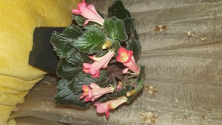 IMG-20241022-WA0021