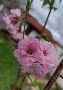 Prunus First Blush