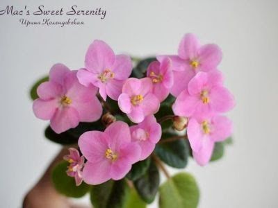 Mac s Sweet Serenity