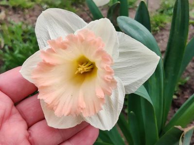 British gamble - floare foarte mare