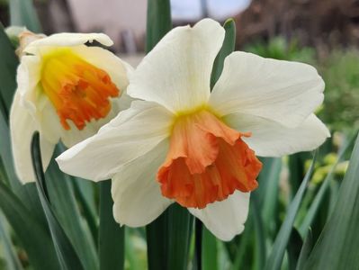 Chromacolor