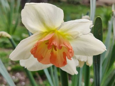 Salome - boboc abia deschis (in fata casei)