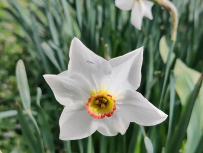 Pheasant's eye