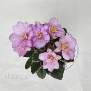 N-Yagunia