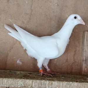Pui 25-309