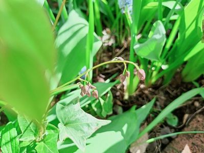 Epimedium