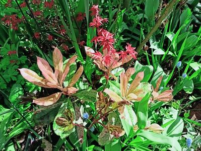 Photinia serratifolia "Pink Crispy" și Beni Maiko