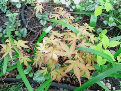 Katsura