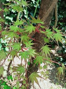 Taiyo-Nishiki