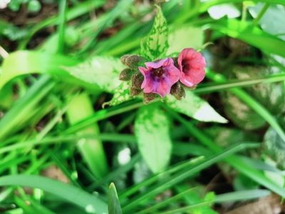 Pulmonaria