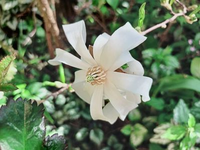 Magnolia Stelatta