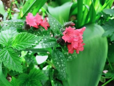 Pulmonaria