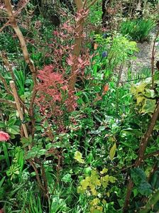 Wilsons Pink Dwarf