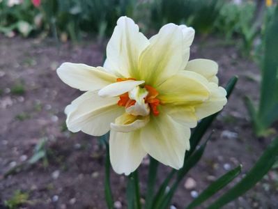 Flower drift