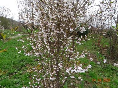 prunus Kojo No Mai