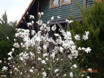 magnolia stellata