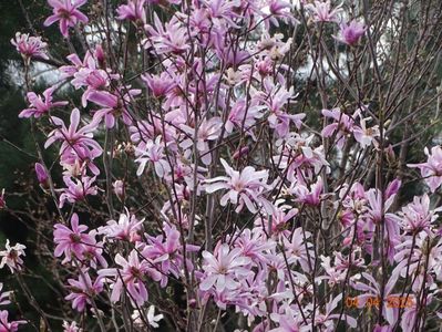 magnolia stellata Rosea