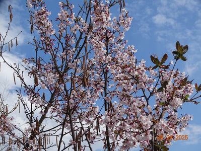 prunus Ruby