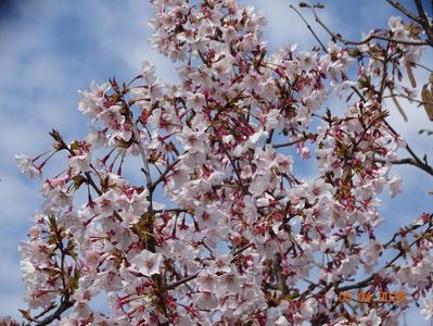 prunus Ruby