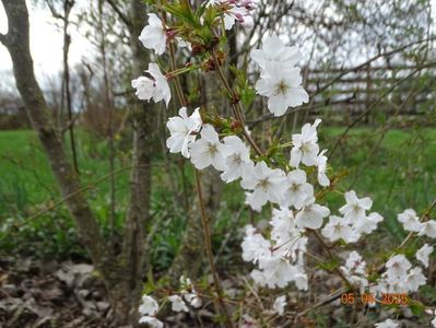 prunus Brillant