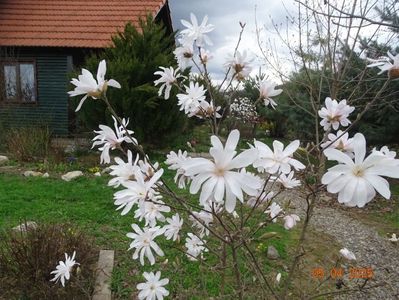 magnolia stellata Waterlily