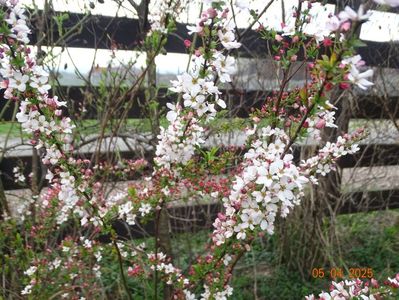 spiraea Fujino Pink
