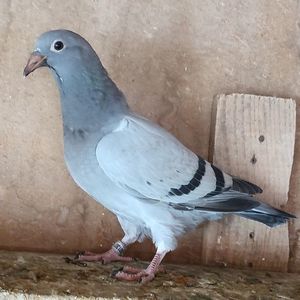 Pui 25-307