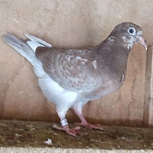 Pui 25-053 BE