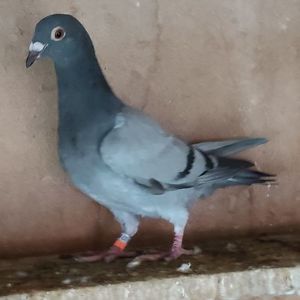 Pui 25-302