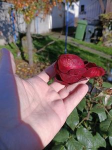 Img.2024.10.28
