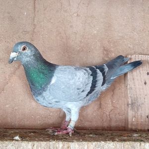 Mascul 20-266