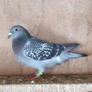 Femela 23-550