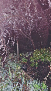 ...si cu stropit.; IMG-20250407-WA0000

