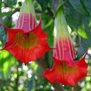 brugmansia sanguineea Red; secret garden
