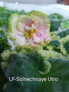 LF-Solnechnaye Utro