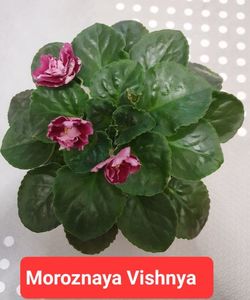 Moroznaya Vishnya