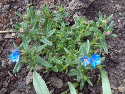 Lithodora diffuza