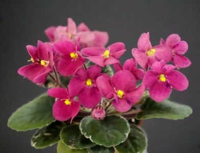 Mac’s True Love (G.McDonald) Semiminiature.