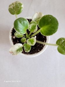 LE-ELLYЛЕ-Элли (Е. Лебецкая) rez Semi-miniature