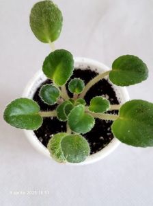 Mac’s True Love (G.McDonald) Semiminiature.