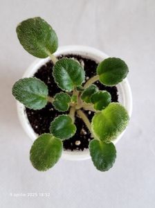 Mac’s True Love (G.McDonald) Semiminiature. rez