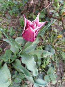 IMG-20250409-WA0004