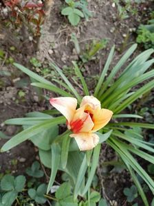 IMG-20250409-WA0000