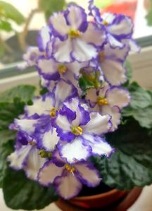 ; Violetă
