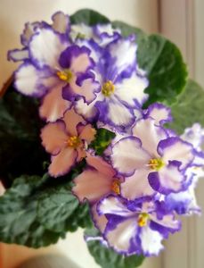 ; Violetă
