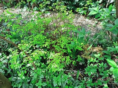 Spiraea "Golden Princess" și Katsura
