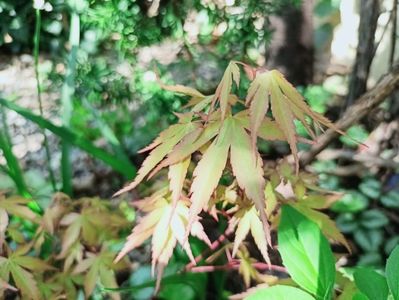Katsura
